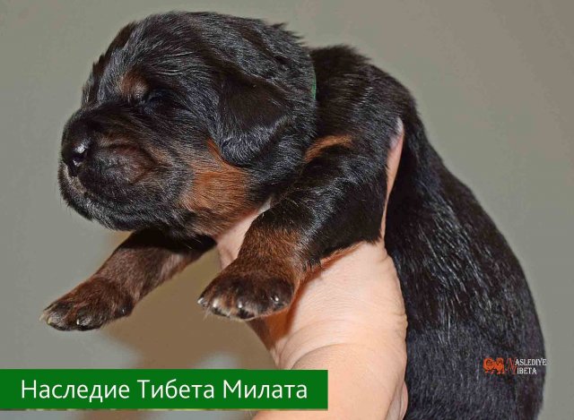 Щенки от пары Ерик х Конфета